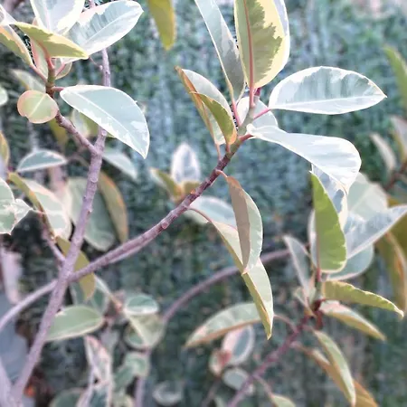 Center Gran Via Szálloda