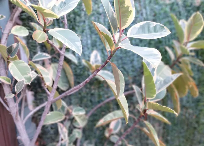 Center Gran Via Hotell